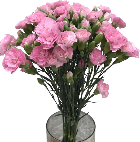 19 Stems Pink Mini Carnations Fresh Cut Flower Bouquet Gifts for Birthday