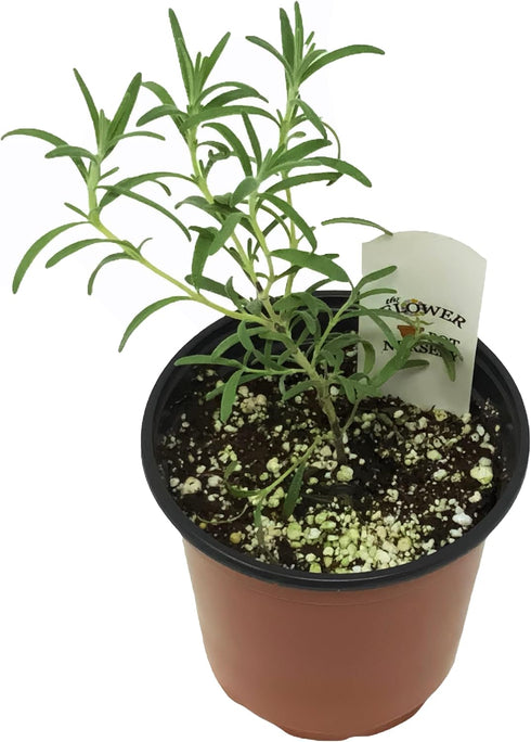 Generic 4 FlowerPotNursery ARP Rosemary Rosmarinus officinalis Pot