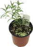 Generic 4 FlowerPotNursery ARP Rosemary Rosmarinus officinalis Pot