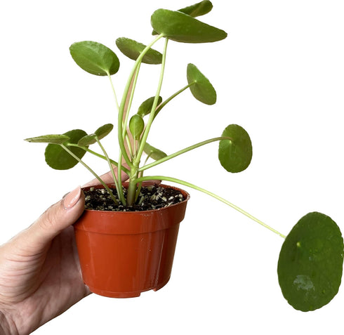 4-Inch 6-inch (4" Chinese Money Plant Live - Pilea peperomioides Live Plant | Easy Care Indoor Houseplant | Air