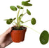 4-Inch 6-inch (4" Chinese Money Plant Live - Pilea peperomioides Live Plant | Easy Care Indoor Houseplant | Air