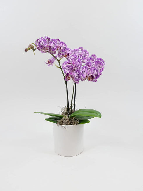 Athena's Garden 3" Live Phalaenopsis Orchid Plants, Purple Blooms