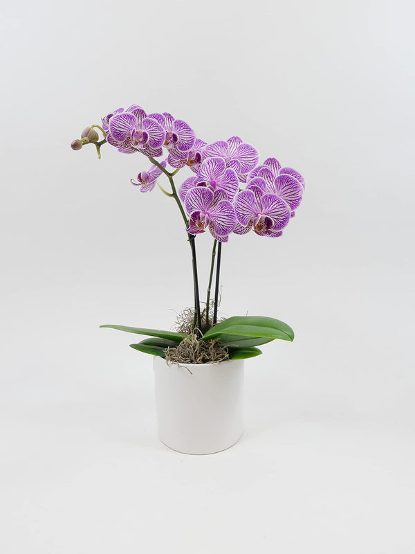 Athena's Garden 3" Live Phalaenopsis Orchid Plants, Purple Blooms
