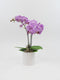 Athena's Garden 3" Live Phalaenopsis Orchid Plants, Purple Blooms