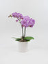 Athena's Garden 3" Live Phalaenopsis Orchid Plants, Purple Blooms