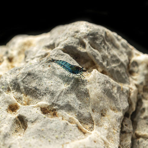 (25 Pack) Blueberry Shrimp (Neocaridina davidi)