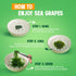 4.2oz (6 0.7oz Packs) Immunity VieTreasures Dehydrated Sea Grapes - x | Organic Green Caviar Seaweed | Vegan