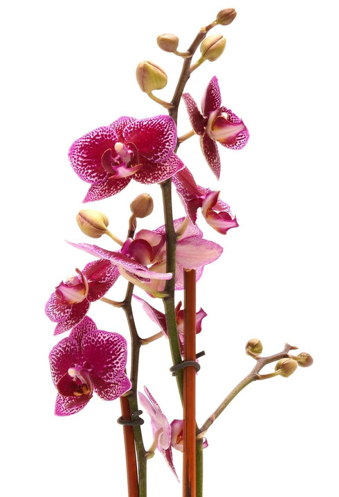 3 DecoBlooms Premium Purple Orchid Live Indoor Plant (Modern Pot Included) Grown in the USA - Fresh Flowering Home