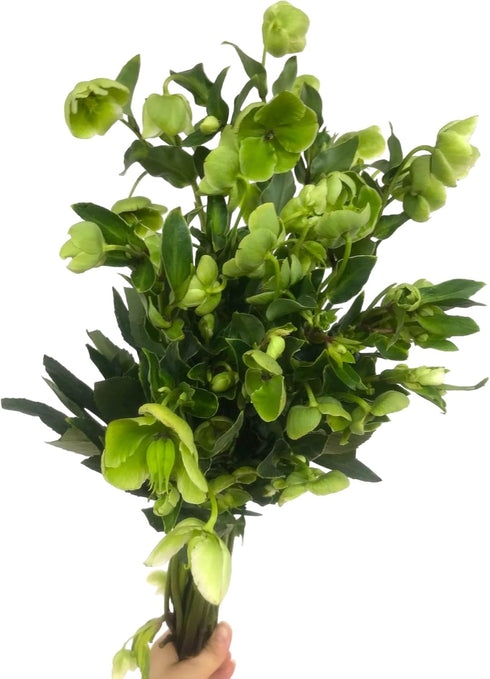 5 Next day delivery Green Eranthis Fresh Cut Flowers Hydroponic Flower Arrangement Long Flowering Period