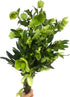 5 Next day delivery Green Eranthis Fresh Cut Flowers Hydroponic Flower Arrangement Long Flowering Period
