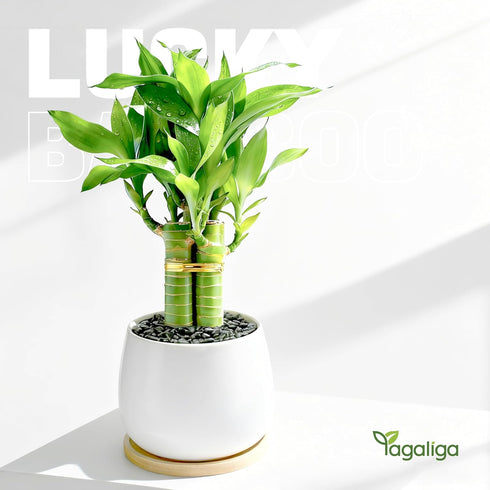 3 Set (2x6 1x8) Stalks Lucky Bamboo Plants Indoor Live - Multi-Height & for Good Luck & Prosperity - Easy Care