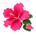 Global Sugar Art Hibiscus Sugar Cake Flower Spray, Hot Pink Hawaiian Cake Flower, 1 Count by Chef Alan Tetreault