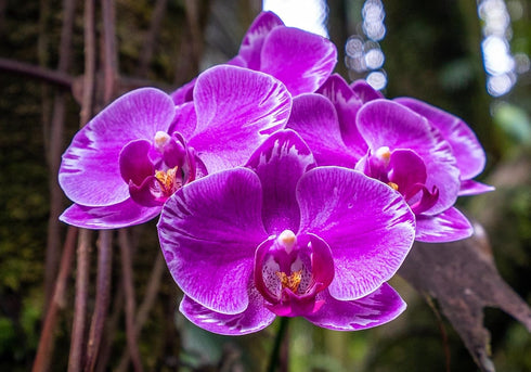 Generic (18-24 Inches (1 Live Orchid Plant : Purple Phalaenopsis Orchid Plant Tall) Stem) in a Ceramic Pot. California