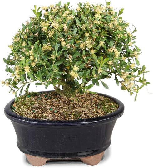 3 6" 8" Brussel's Live Harland Boxwood Outdoor Bonsai Tree - Years Old; to Tall with Decorative Container