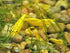 Generic 1 2 Pair Blue Moscow Live Guppy Fish VIP Grade A + Free Yellow Back Shrimp