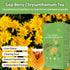 150g(1box,15 (2) Goji Berry Chrysanthemum Tea, Dandelion Wolfberry Tea for Liver Health, Liver Detox Clear the Liver