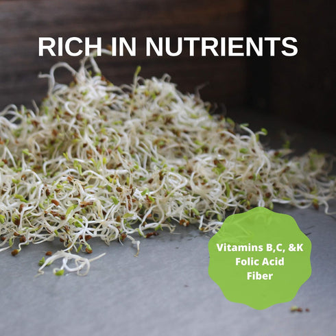 4 Oz Certified Organic Dried Green Lentil Sprouting Seed: - Handy Pantry Dry Lentils for Planting Garden Seeds, Soup