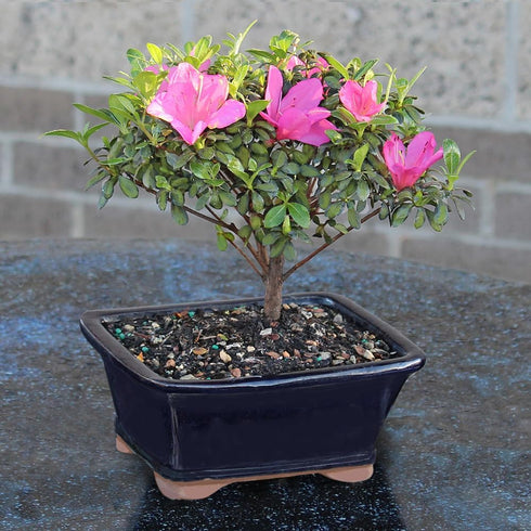 5 5-8 Inches Brussel's Bonsai - Live Satsuki Azalea Flowering Bonsai Tree in Ceramic Bonsai Pot, Outdoor Bonsai Tree