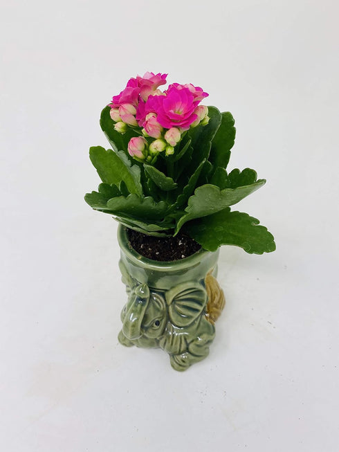 JM BAMBOO Kalanchoe Plant in Baby Elephant Vase -JMBamboo