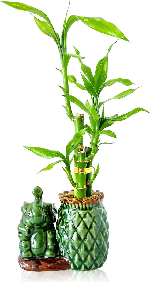 Lucky Bamboo 3-Stalk (26 + 18) Live Indoor Plant Set Elephant &