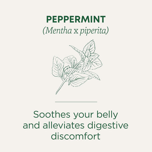 48 Traditional Medicinals Tea, Organic Peppermint, Soothes Your Belly, Refreshing & Minty, Tea Bags