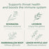 Immune 96 (6 Pack) Traditional Medicinals Tea, Organic Throat Coat Lemon Echinacea, Supports Throat Health & Function