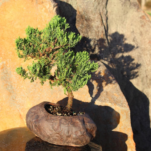 5 6 10 Inches Brussel's Bonsai Live Green Mound Juniper Bonsai Tree - Medium, Year, to - Outdoor Bonsai Tree Live