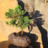 5 6 10 Inches Brussel's Bonsai Live Green Mound Juniper Bonsai Tree - Medium, Year, to - Outdoor Bonsai Tree Live
