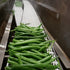 16oz, 2 Pack, 40 Foster's Pickled Green Beans in a Jar, Original, Traditional Pickled Vegetables Recipe for over years