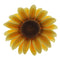 Global Sugar Art Sunflower Sugar Cake Flowers, 3 Count by Chef Alan