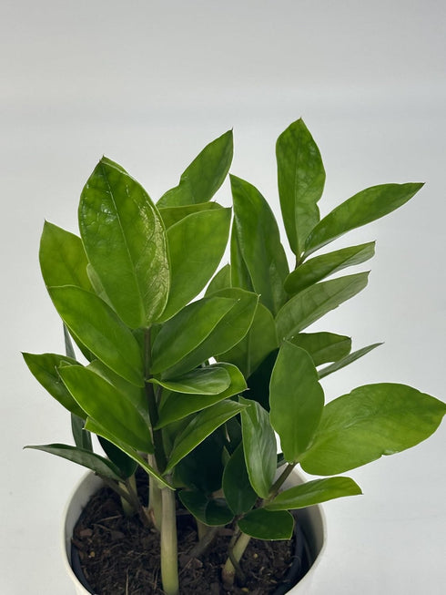 5 Live ZZ Plant in White Duo-Tone Decorative Metal Pot | Indoor Houseplant, Easy Care| Low Maintenance Plant