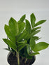 5 Live ZZ Plant in White Duo-Tone Decorative Metal Pot | Indoor Houseplant, Easy Care| Low Maintenance Plant