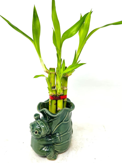 JM BAMBOO 5 3inch Stalks Lucky Bamboo Arrangement Flower Elephant Ceramic Vase