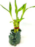 JM BAMBOO 5 3inch Stalks Lucky Bamboo Arrangement Flower Elephant Ceramic Vase