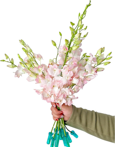 20 Vibrant Pink Dendrobium Orchids - Perfect Gift for Any Occasion