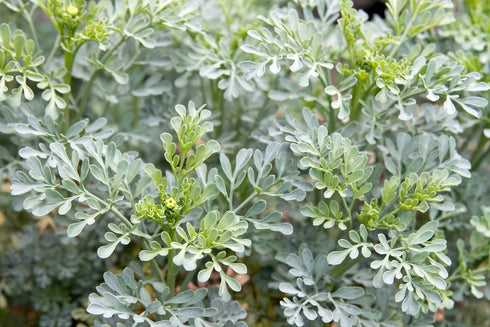 Rue Herb (Ruta graveolens) 100% Natural by Health Embassy (100g)