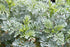 Rue Herb (Ruta graveolens) 100% Natural by Health Embassy (100g)