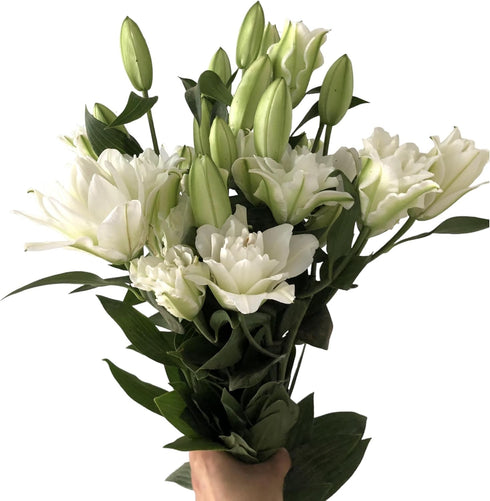 5 stems fresh-cut multi-petal lilies Scented for a long time and good for hydroponic flower arrangements Shipped