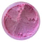 BABY PINK LUSTER DUST (4 grams each container) Pearl dust By Oh!