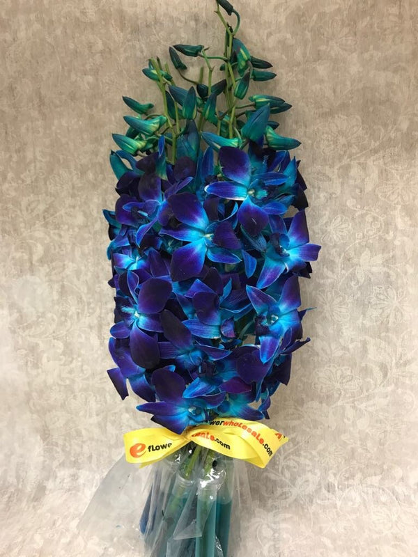 eflowerwholesale - Premium Cut Blue Orchids (10 Stems Orchid)