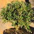 3 6" 8" Brussel's Live Harland Boxwood Outdoor Bonsai Tree - Years Old; to Tall with Decorative Container