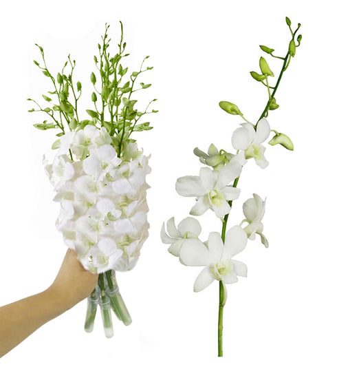(10 Sunne Tropical OrchidClub USA Fresh Cut Flowers Dendrobium Orchids Stems WHITE)