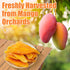 Nahasahr 36oz (2.25 lb) Dried Mango Large Bulk - Soft and Chewy Mango Slices, Natural Fruit Snack, Resealable Bulk Bag