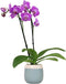 Premium Purple Live Orchid Plant Blooming in 3.5" Blue & White Orchid
