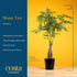 12-16 Inches Costa Farms Money Tree (Pachira Aquatica) Live Indoor Bonsai-Style Plant, Tall, Braided Trunk Houseplant