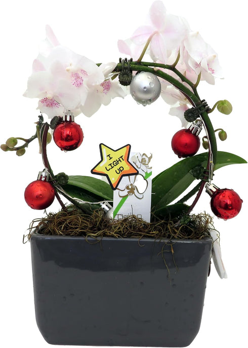 Christmas Infinity Loop with White and Purple Moth Orchid Plant in Gray