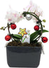 Christmas Infinity Loop with White and Purple Moth Orchid Plant in Gray