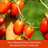 Packed 14.5 oz (6 Pack) DeLallo Fire-Roasted Diced Tomatoes, Sweet Smoky Flavor, in Light Juice, Chunky Texture, Can