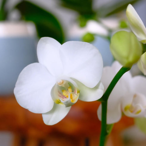 3.5" 16" Premium White Live Orchid Plant Blooming in Blue & White Orchid Pot, Live Plants, Houseplant Gifts, Approx.