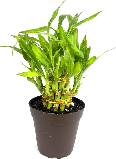 Lucky Bamboo Good Luck and Wealth Houseplant Home and Office Decor, 4"